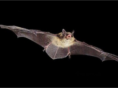 Trevor Balthrop BAT