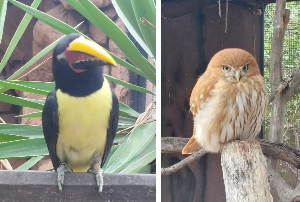 Tenerife Uncovered: Chill Day At Monkey Park