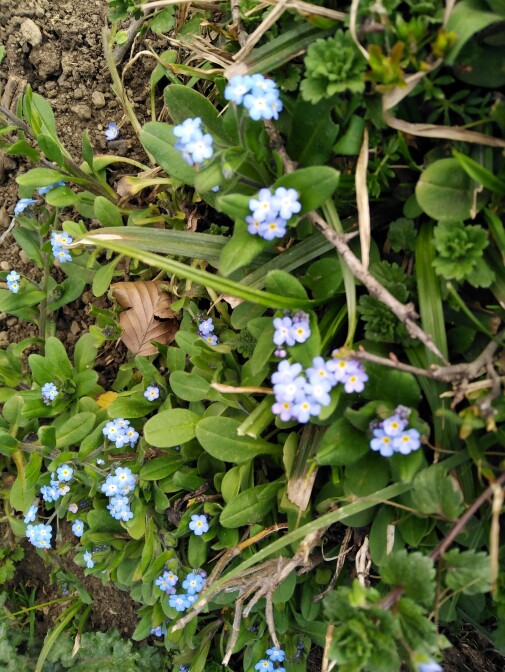 After All These Years, I Just Realized What My Favorite Flower Is!!!