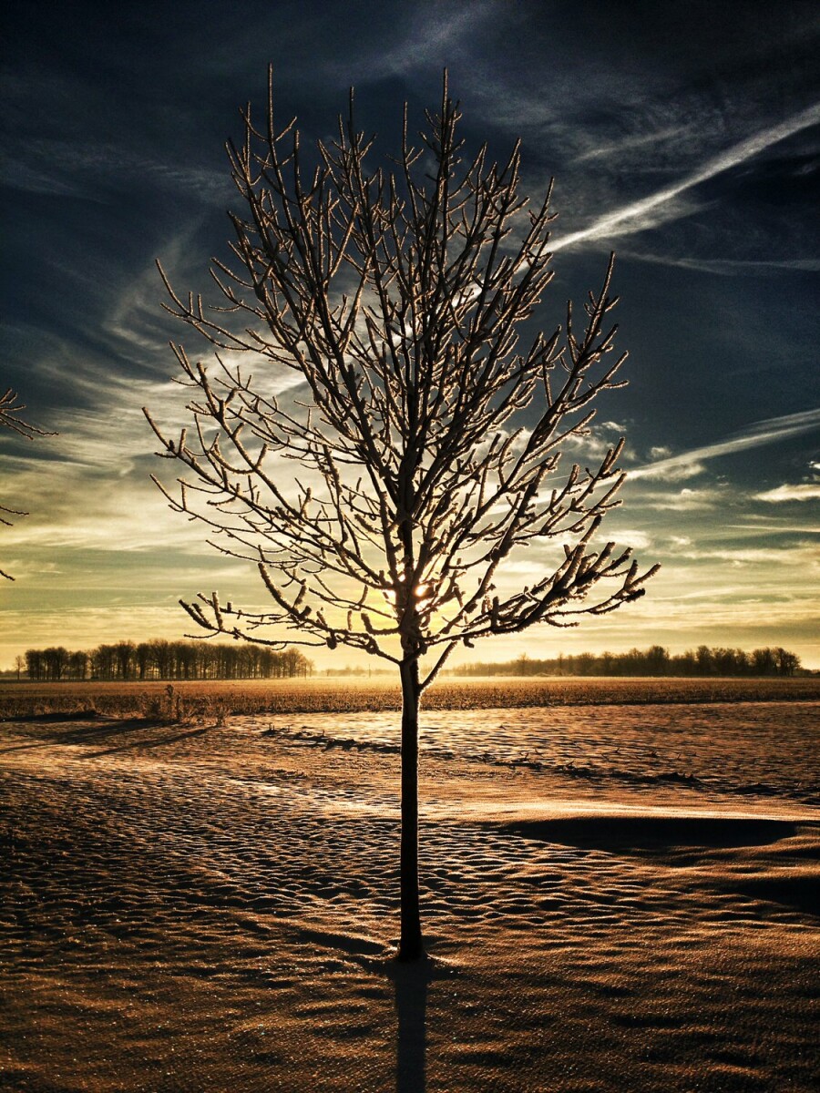 tree with branches pointing up covered in frost at dawn