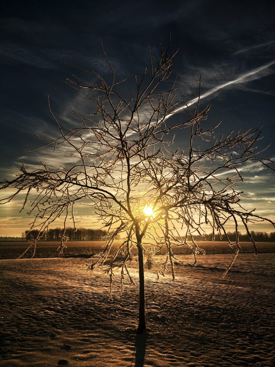 tree covered in frost at sunrise