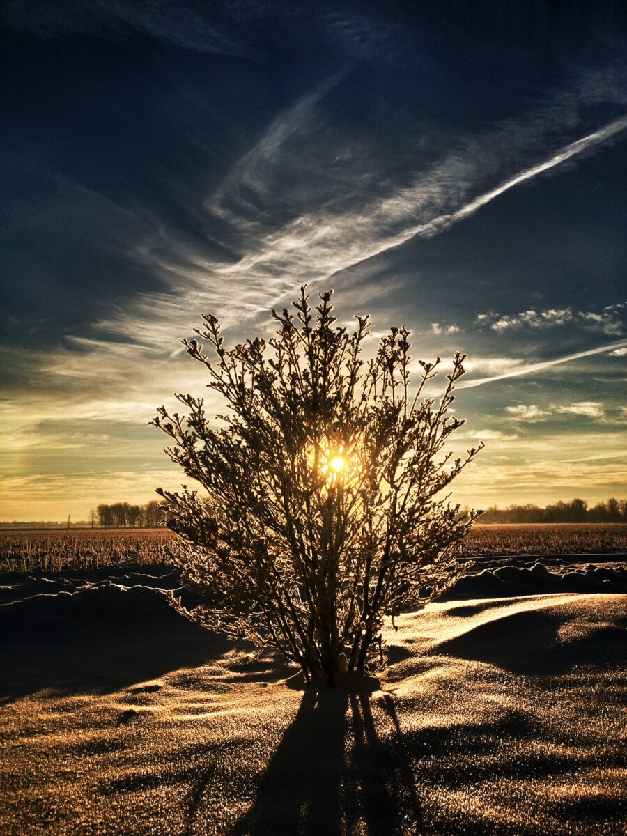 bush covered in frost at sunrise