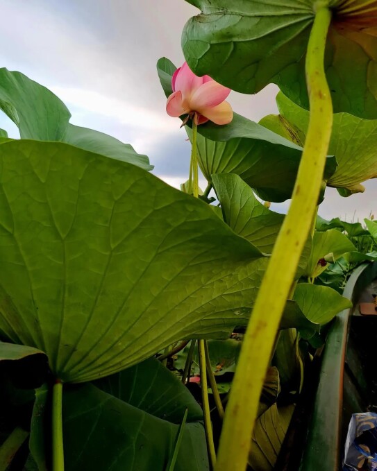 Lotus Valley