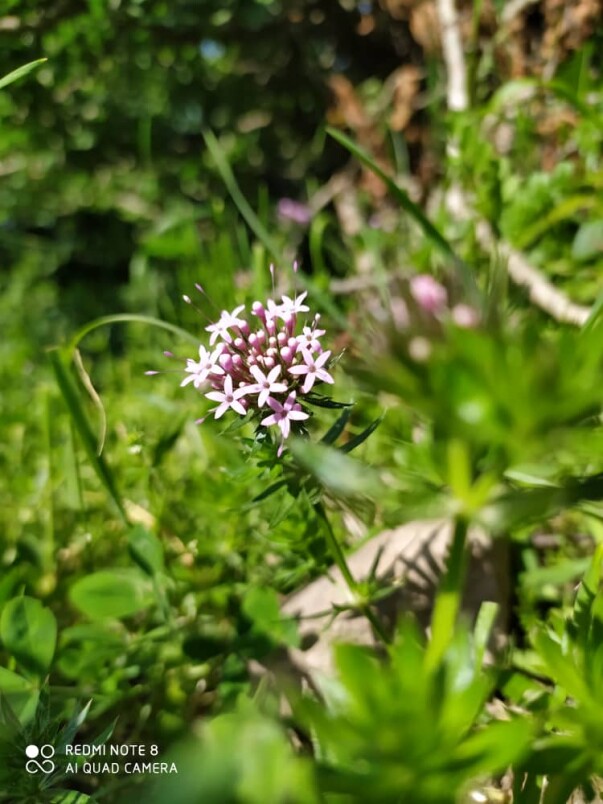 Mountain village of “Shekar Dasht” in Talesh- Iran – So So many Flowers