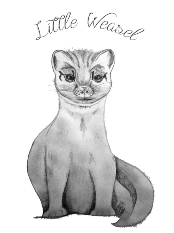 Little Weasel Sketch