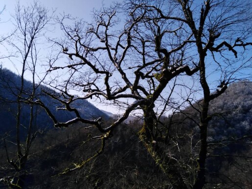 Blossoms! | Another Passionate Morning Bike Ride in The Mountains 