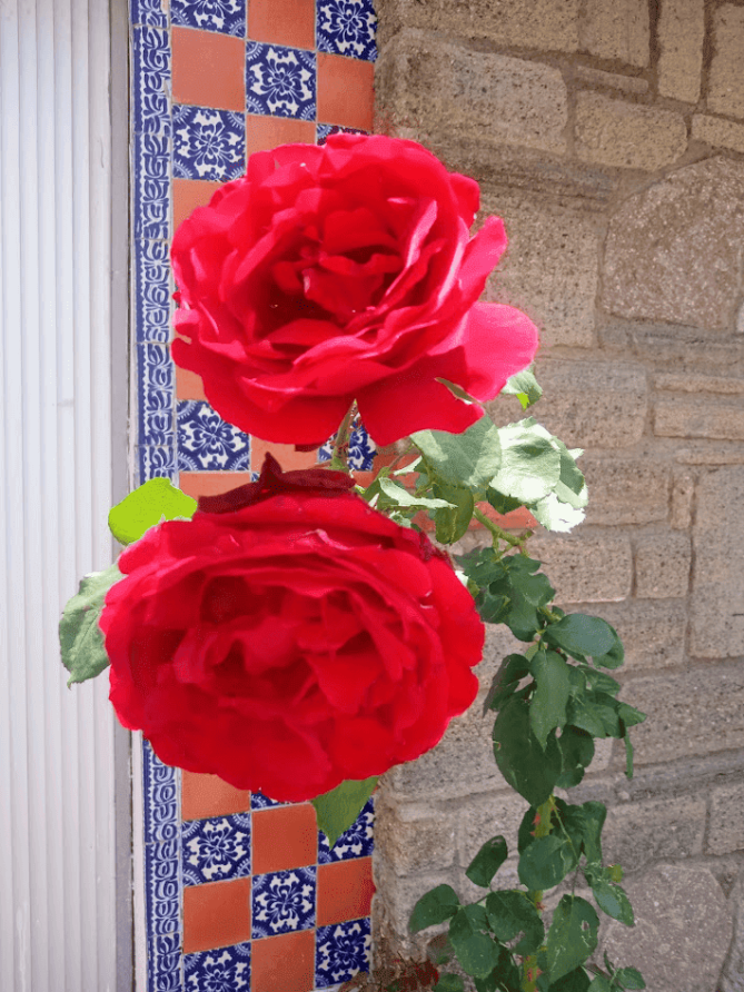 Rosas