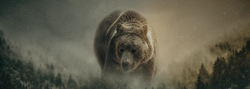 Bear