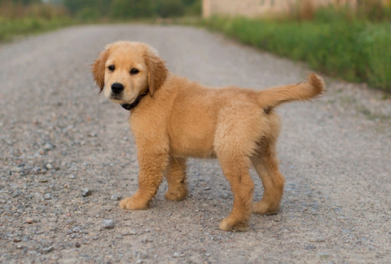 pup