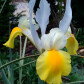 Florus