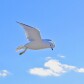Herring Gulls (and other birds)