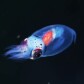 CryptoPlankton