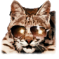 The Desert Lynx