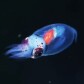 CryptoPlankton - Adventures in Crypto