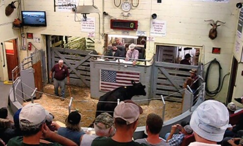 You  see, inspect and get what you pay for at Cattle Auction, Crypto needs to be the same ith honest Price Discovery, easier said then done