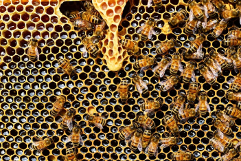 HONEY