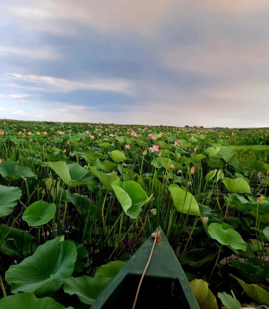 Lotus Valley