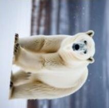 Polar-Bear-Side