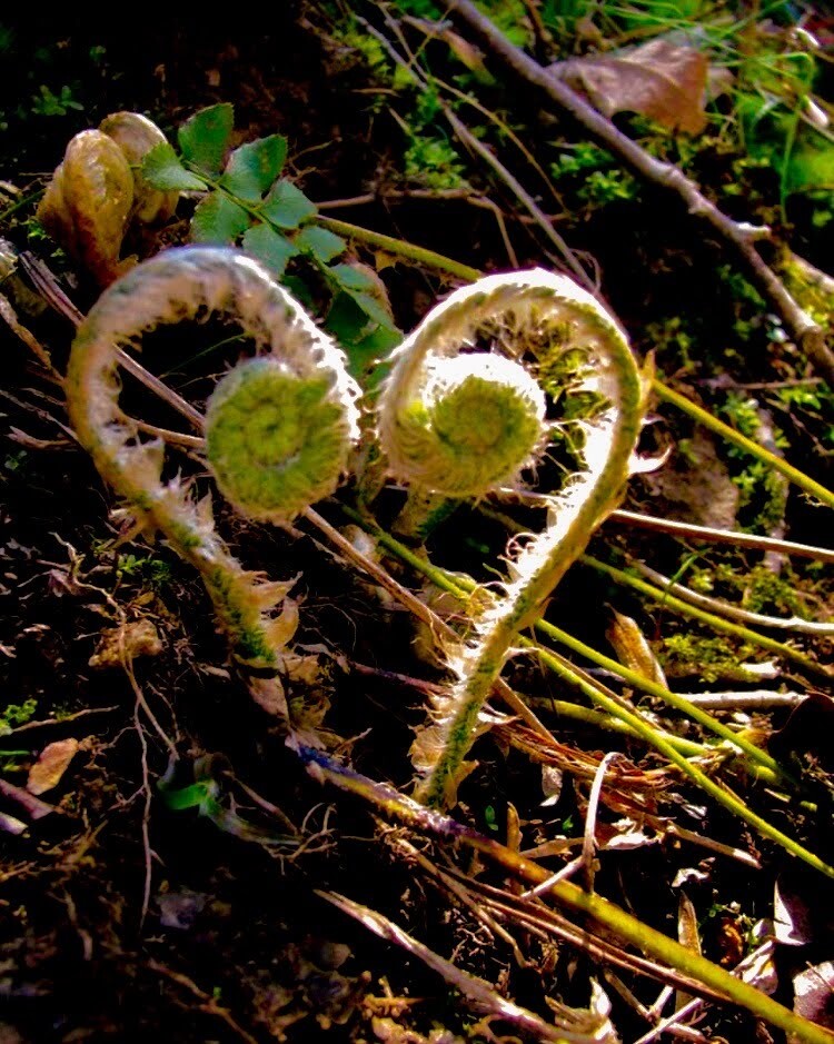 Fern of Corymb Neal in Divine Heart Form