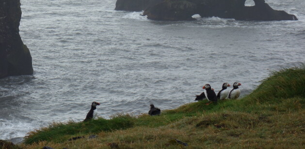 puffins - one of the animals of Iceland