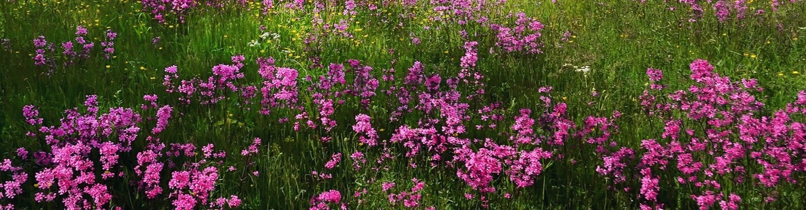 Greenlife_world