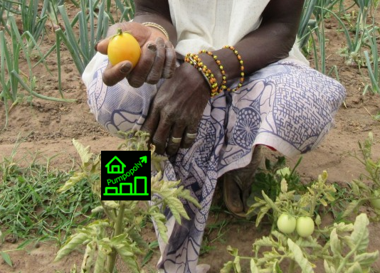 Image of a black woman squatting while holding a yellow tomato and the Pumpopoly logo