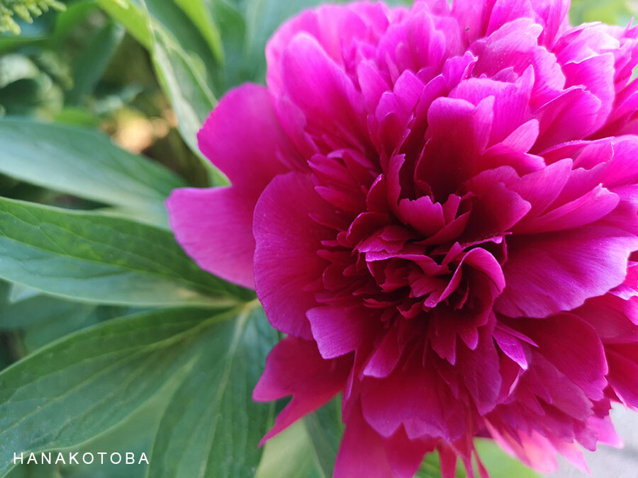 pink blooming peony