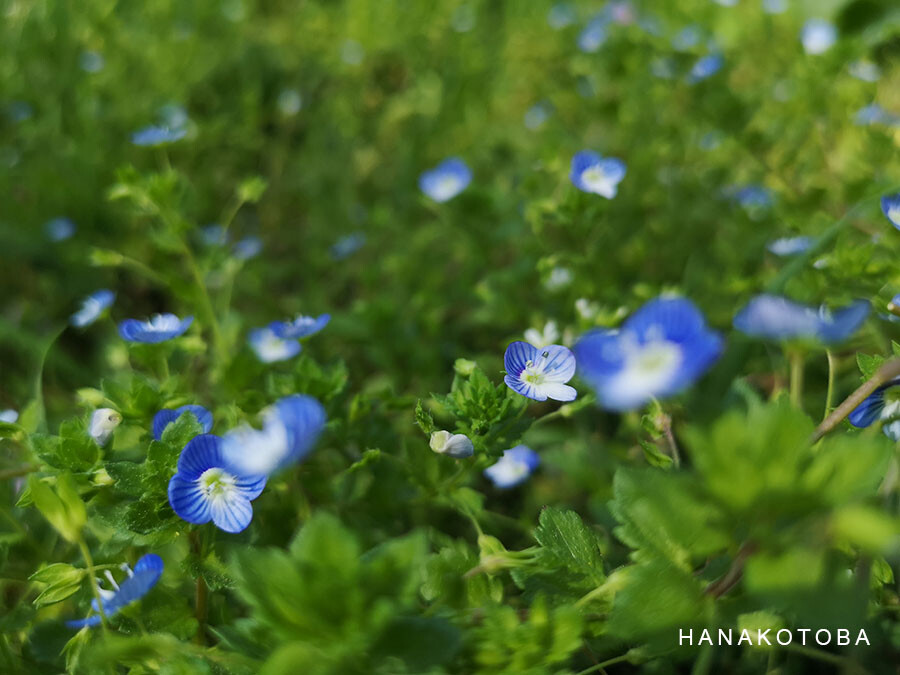 Tiny blue flowers