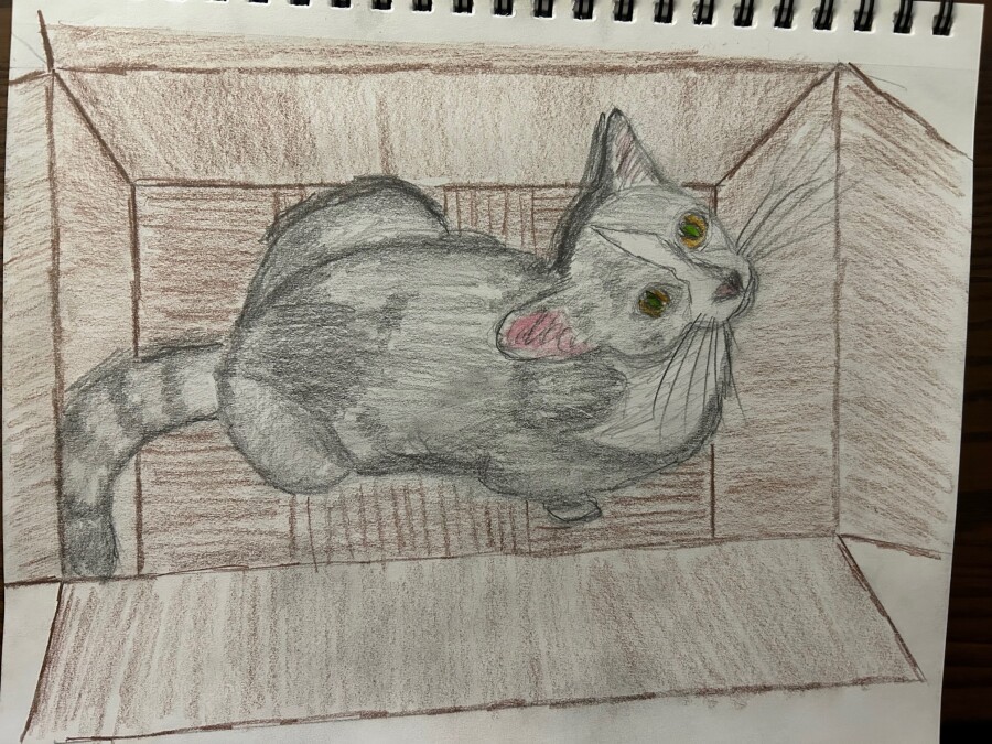 Gray cat sitting in a box - graphite and colored pencils
