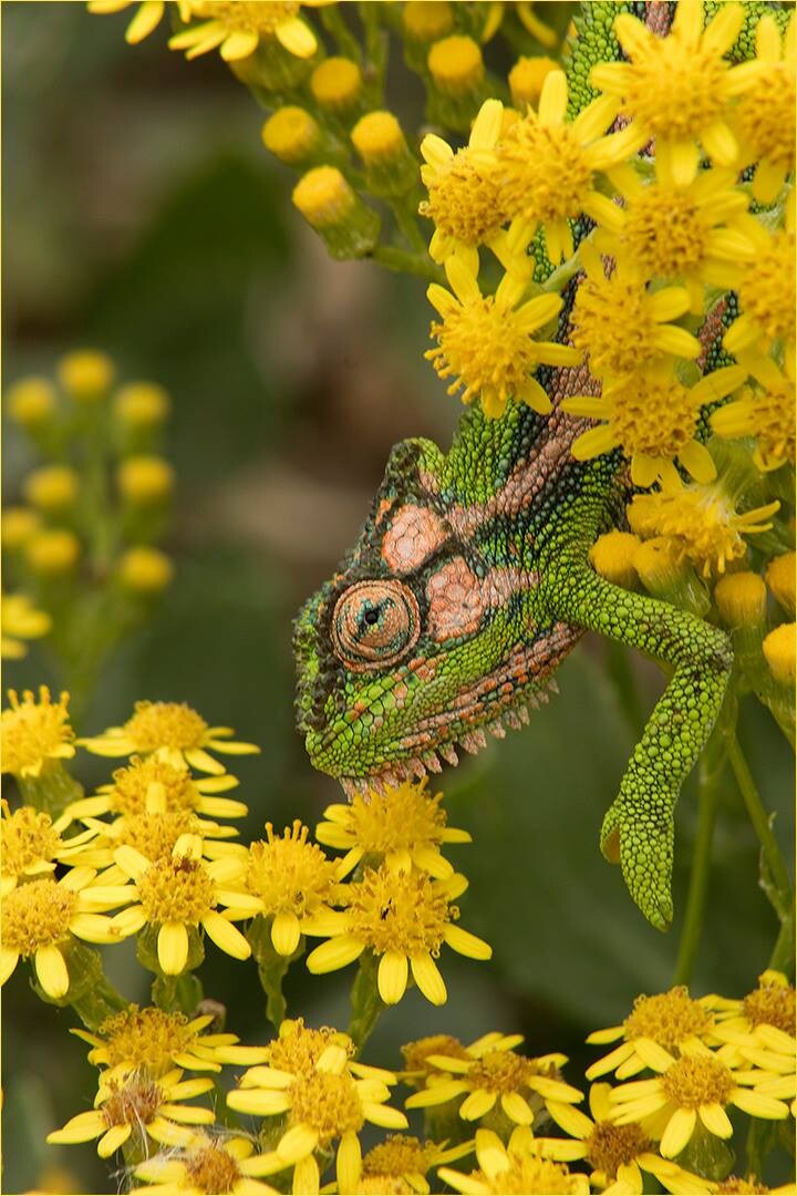 Cape Dwarf catching daisy bugs