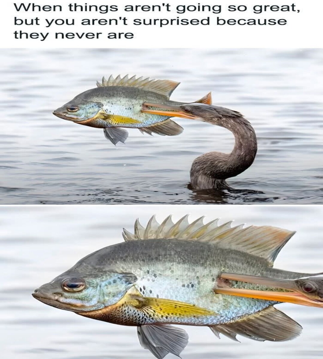 4d52439f975af2a14c84c27a907e4339a9b24105256abfd2e762a98759981e0b.jpg