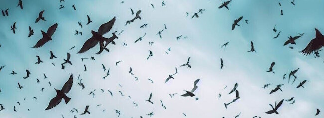 Pájaros volando