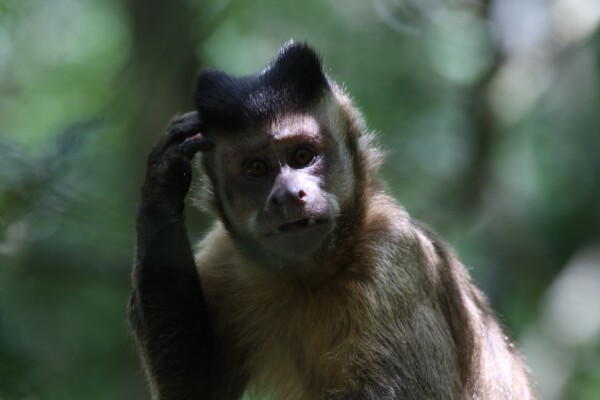 Thinking Monkey - Photo by Magda Ehlers from Pexels