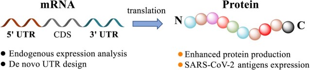 https://www.biorxiv.org/content/10.1101/2020.04.01.019877v1.full Schematic illustration of mRNA engineering. 5’ UTR and 3’ UTR of mRNA are comprehensively modulated based on the analysis of endogenous genes and further de novo design in order to enrich protein production and express SARS-CoV-2 antigens as potential vaccines.