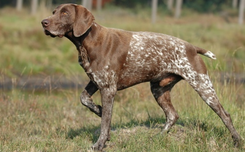 This Dog Hunts, can FUEL LABs VM and SC SWAY hunt down and get the alpha Solidity devs to play?