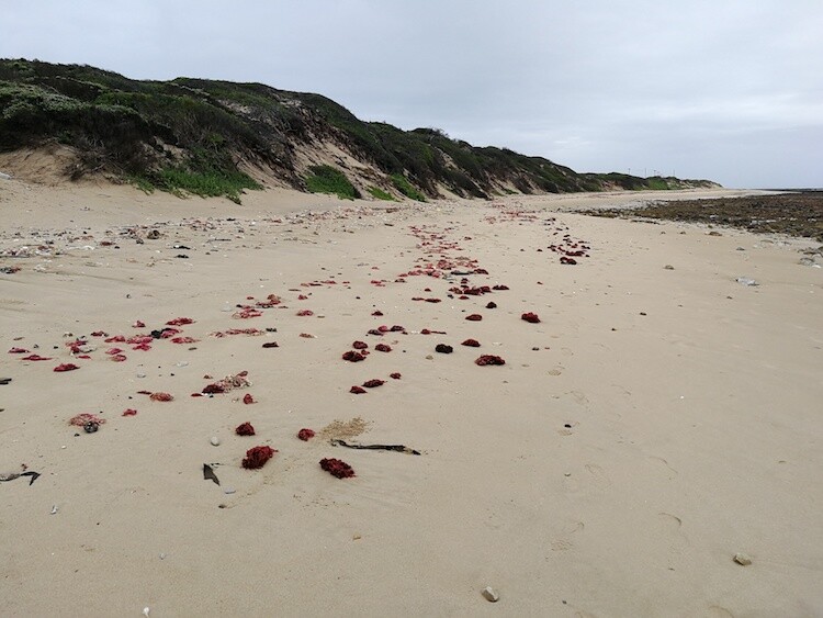 beach