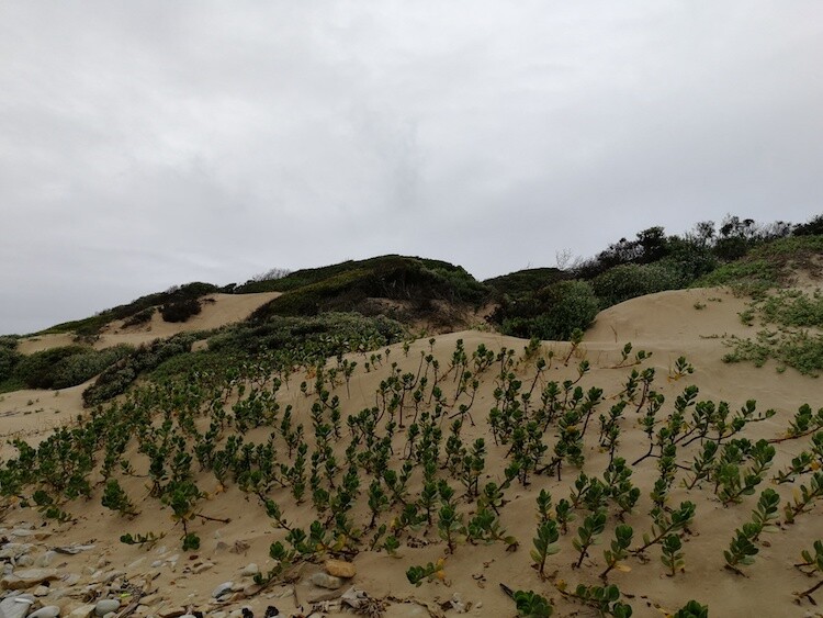 Sand dune life