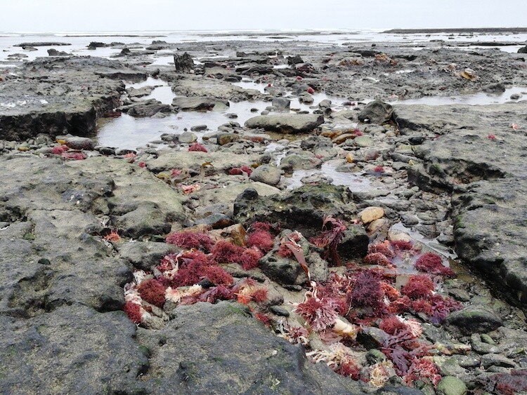 Rock pools