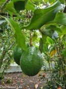 Avocado Tree Hawai'i