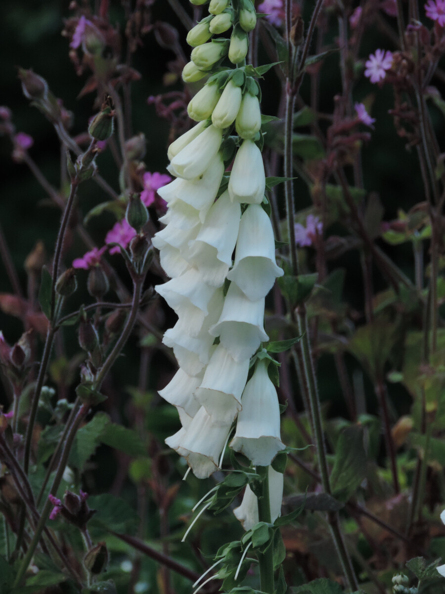 Foxglove