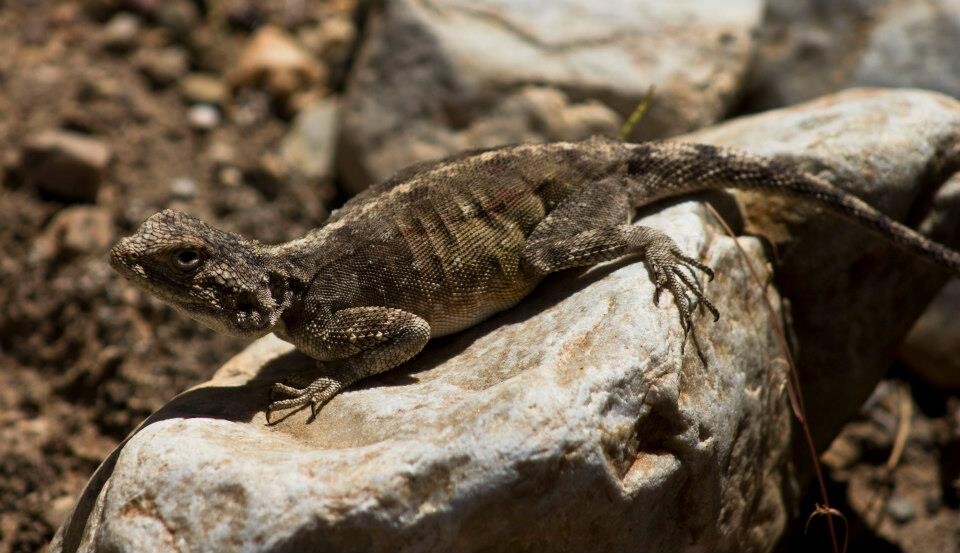 Pregnant Agama
