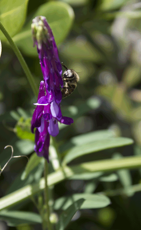 Honeybee on Vicia