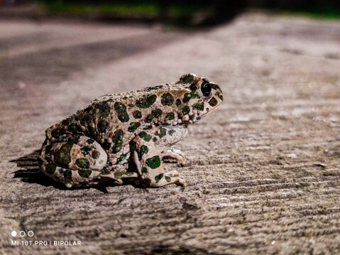 mobilography11