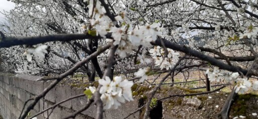 Blossoms! | Another Passionate Morning Bike Ride in The Mountains 