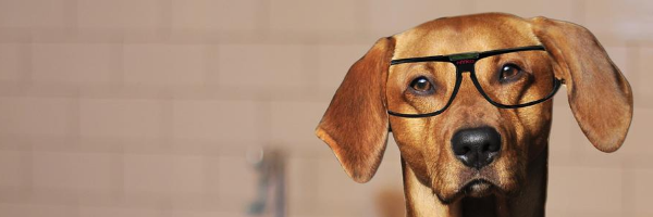 Funny dog with glasses