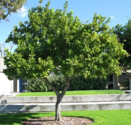Macadamia Nut Tree Hawaii Backyard