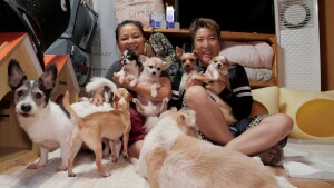 Korea pups