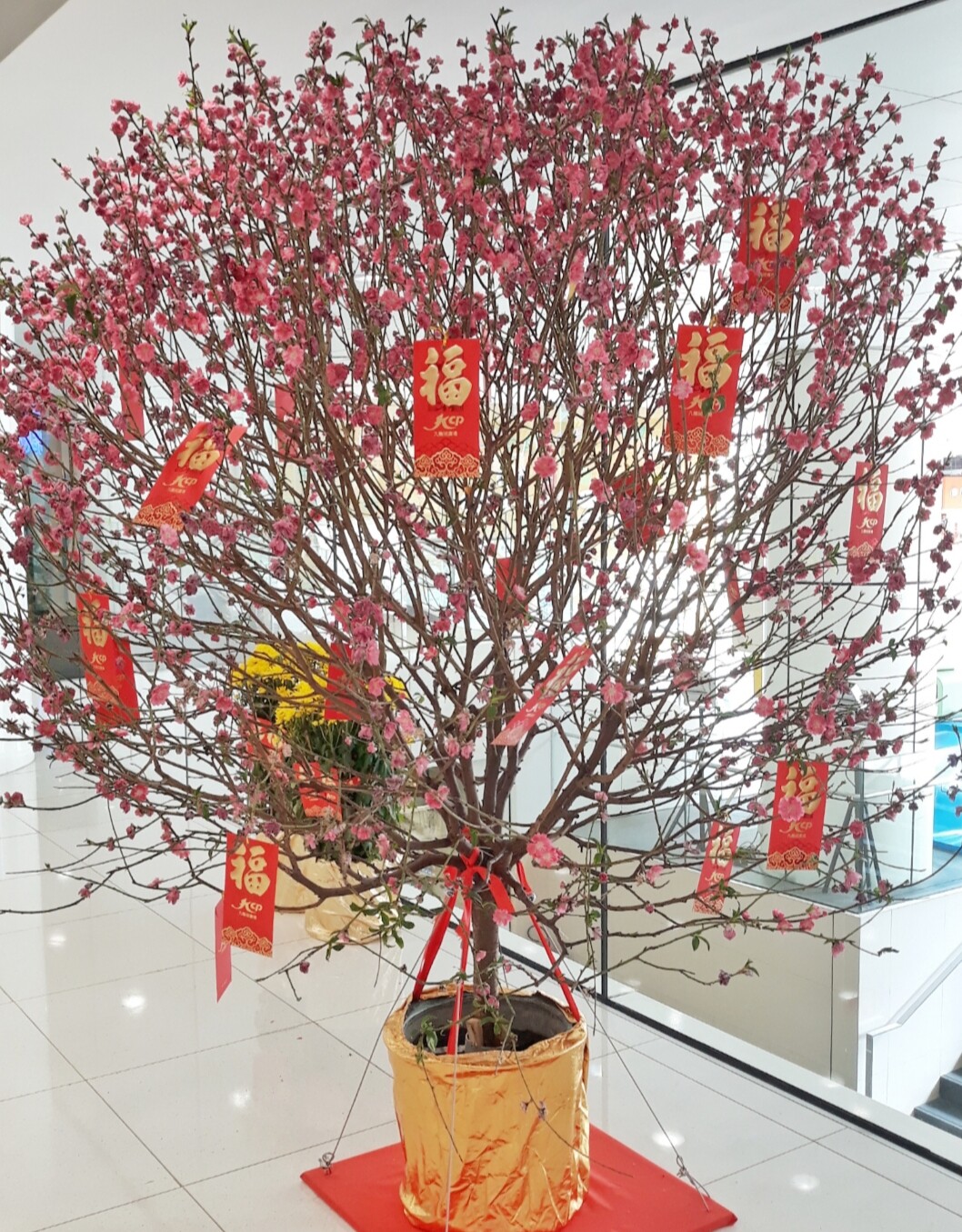 Celebrating Chinese New Year In Hong Kong