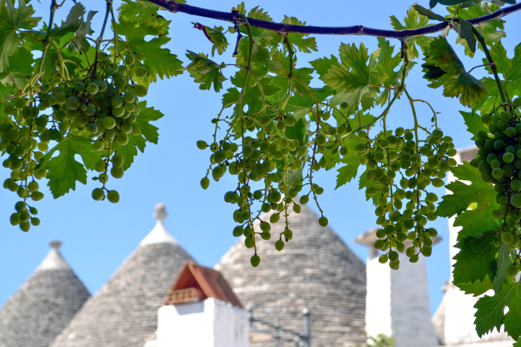 Grapes in Alberobello