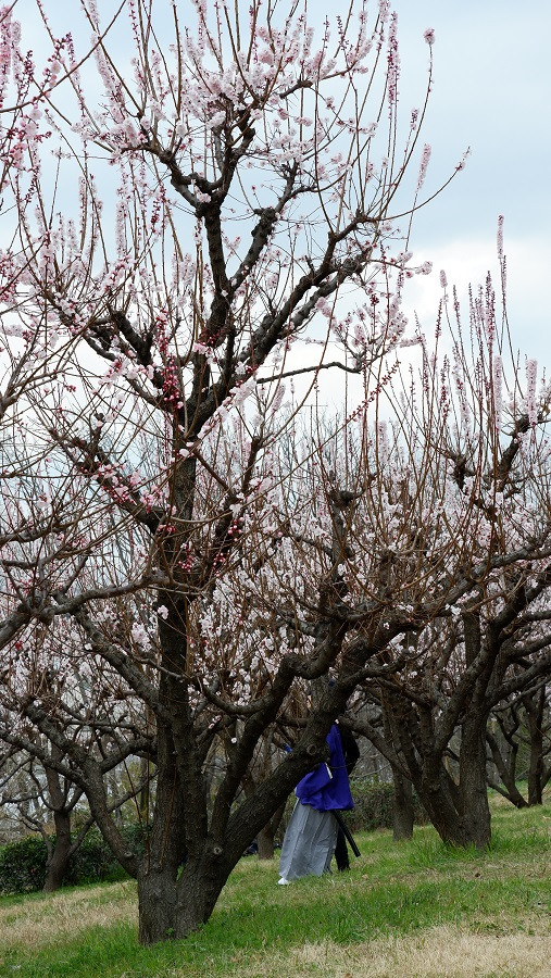 ume5